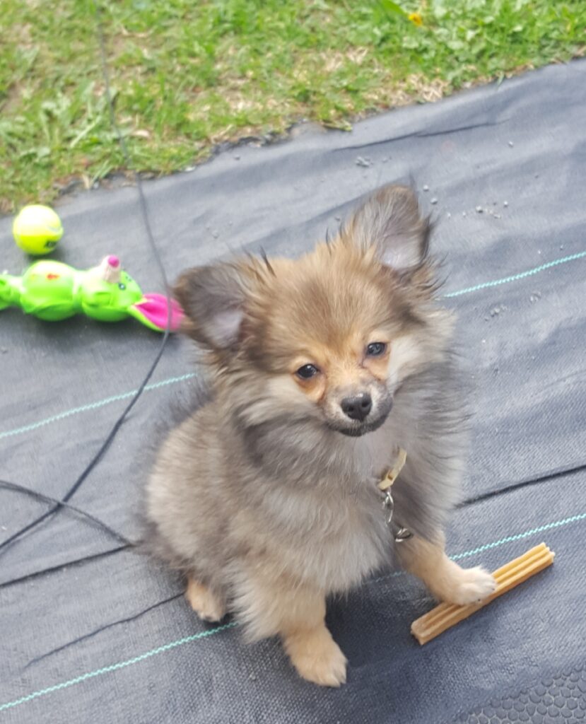 Promenade de rêve ?