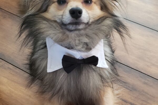 chien heureux