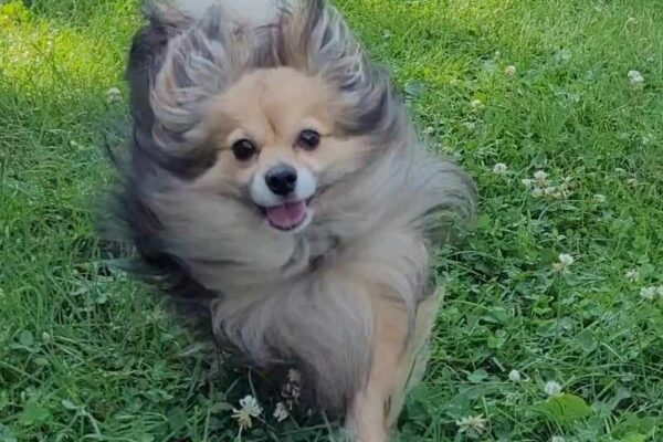 Wicket qui court