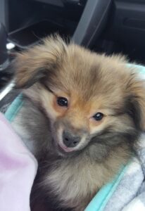 chien arrivé en voiture