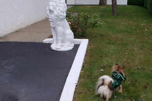 chien en laisse