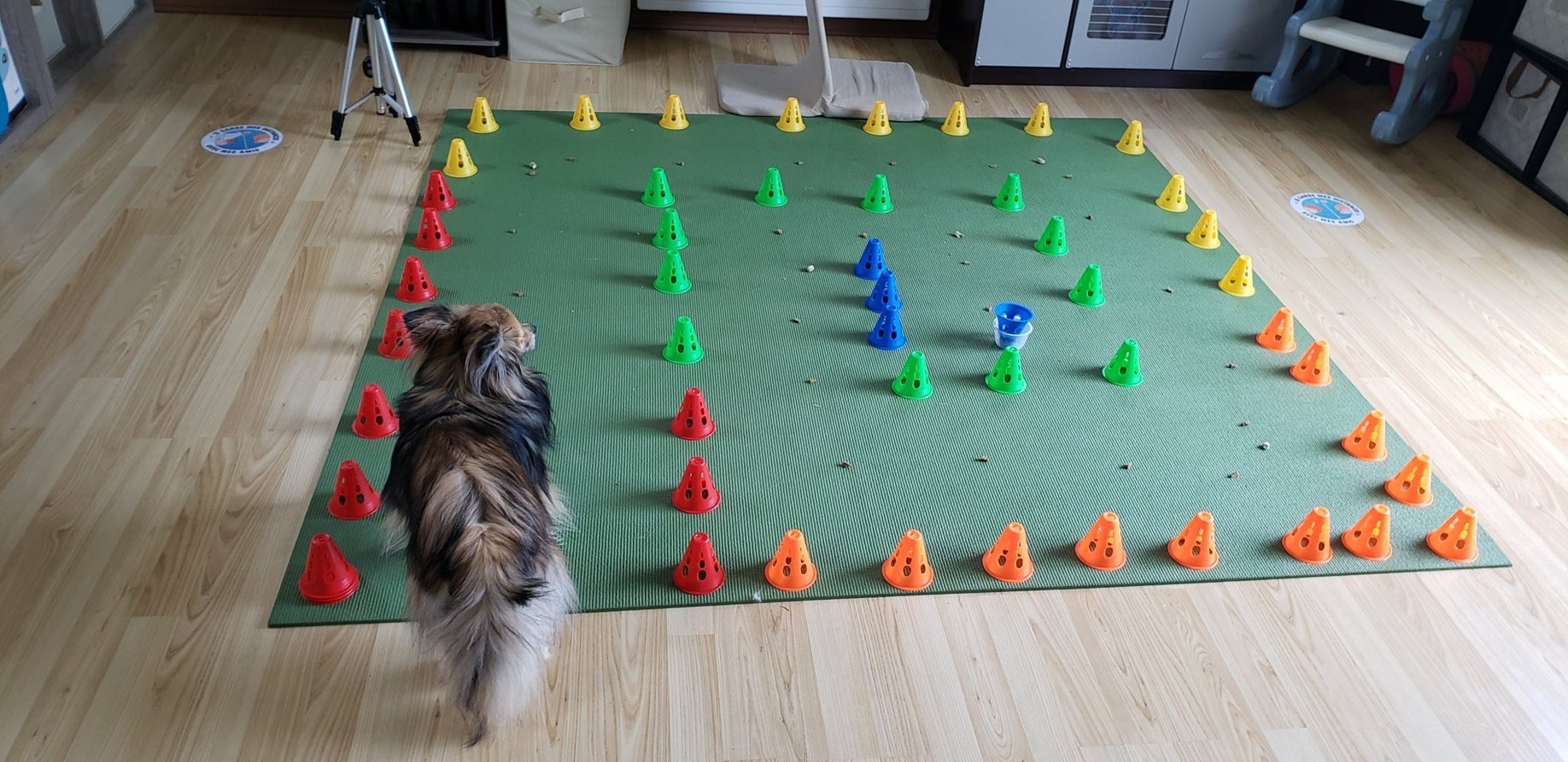 labyrinthe pour chien