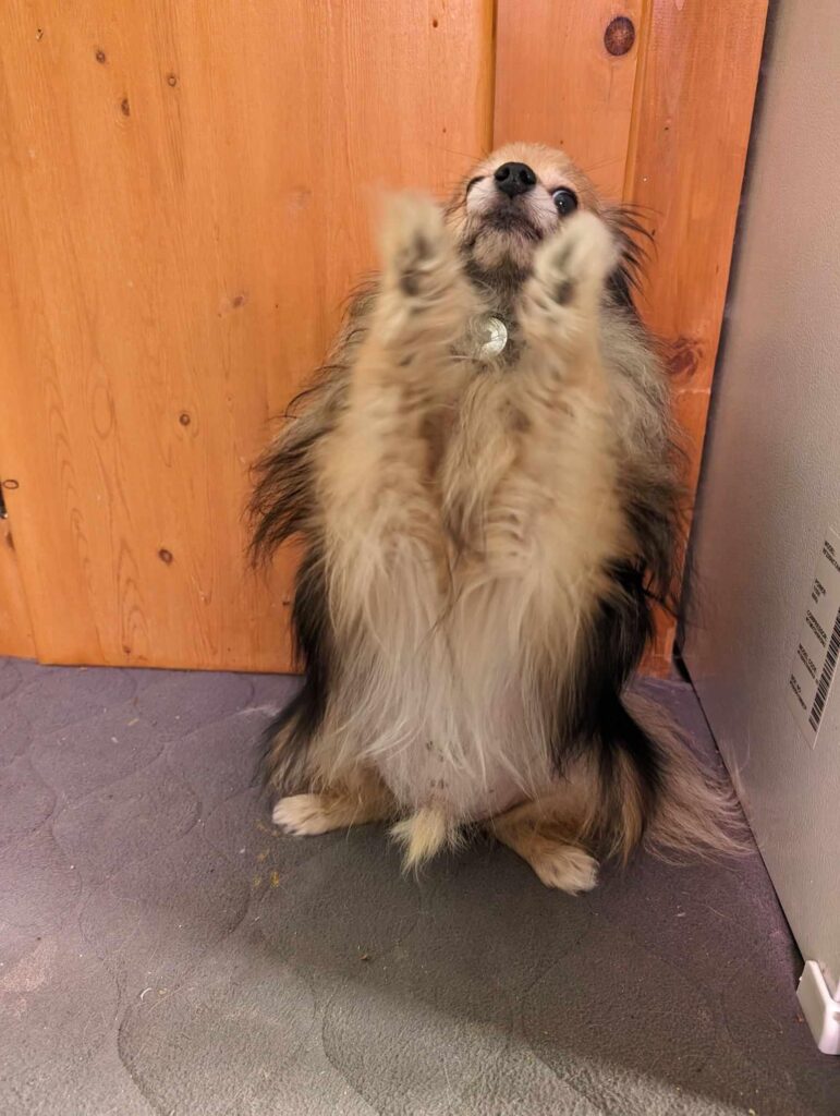 Ignorer un comportement ? (Extinction)