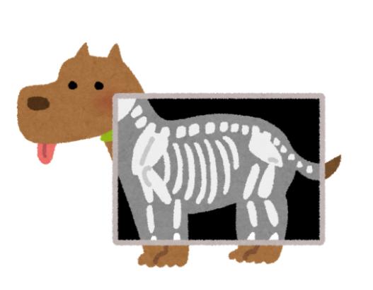 radio corps chien