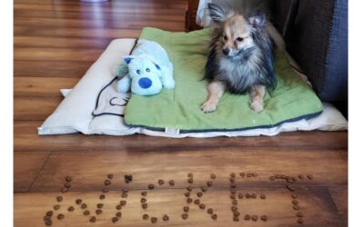 Wicket couché sur son tapis