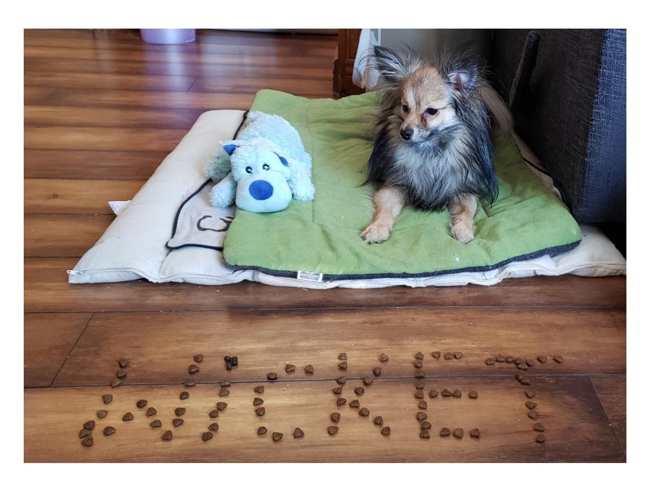 Wicket couché sur son tapis