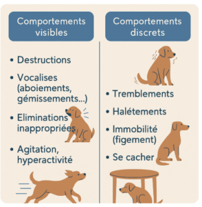 comportement discret du chien anxieux