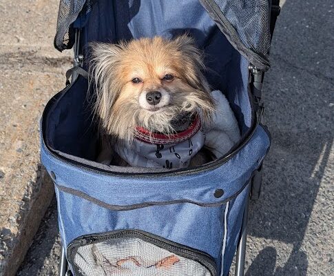 Suivi de Wicket : une année de défis, d’amour et de résilience Wicket en poussette
