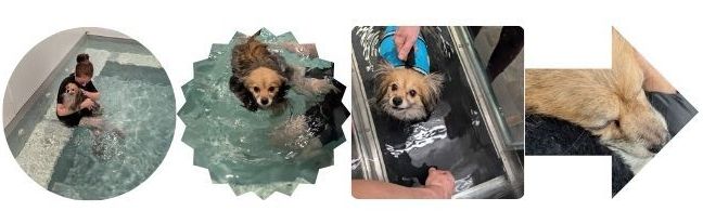 4 images de wicket dans l'eau. Massage, natation, marche sur tapis aquatique et la dernière est le retour à la maison il dort.