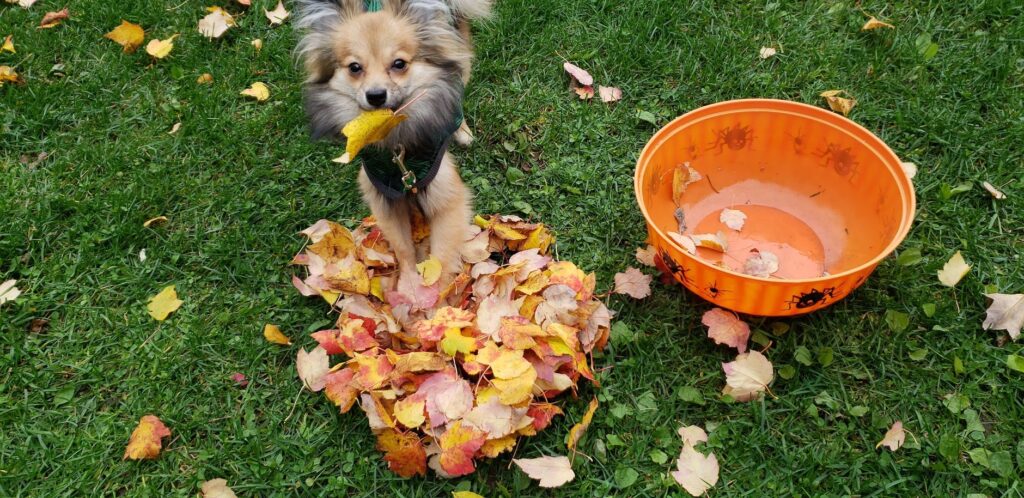 Le syndrome de privation sensorielle et sociale chez le chien : quand le monde fait peur